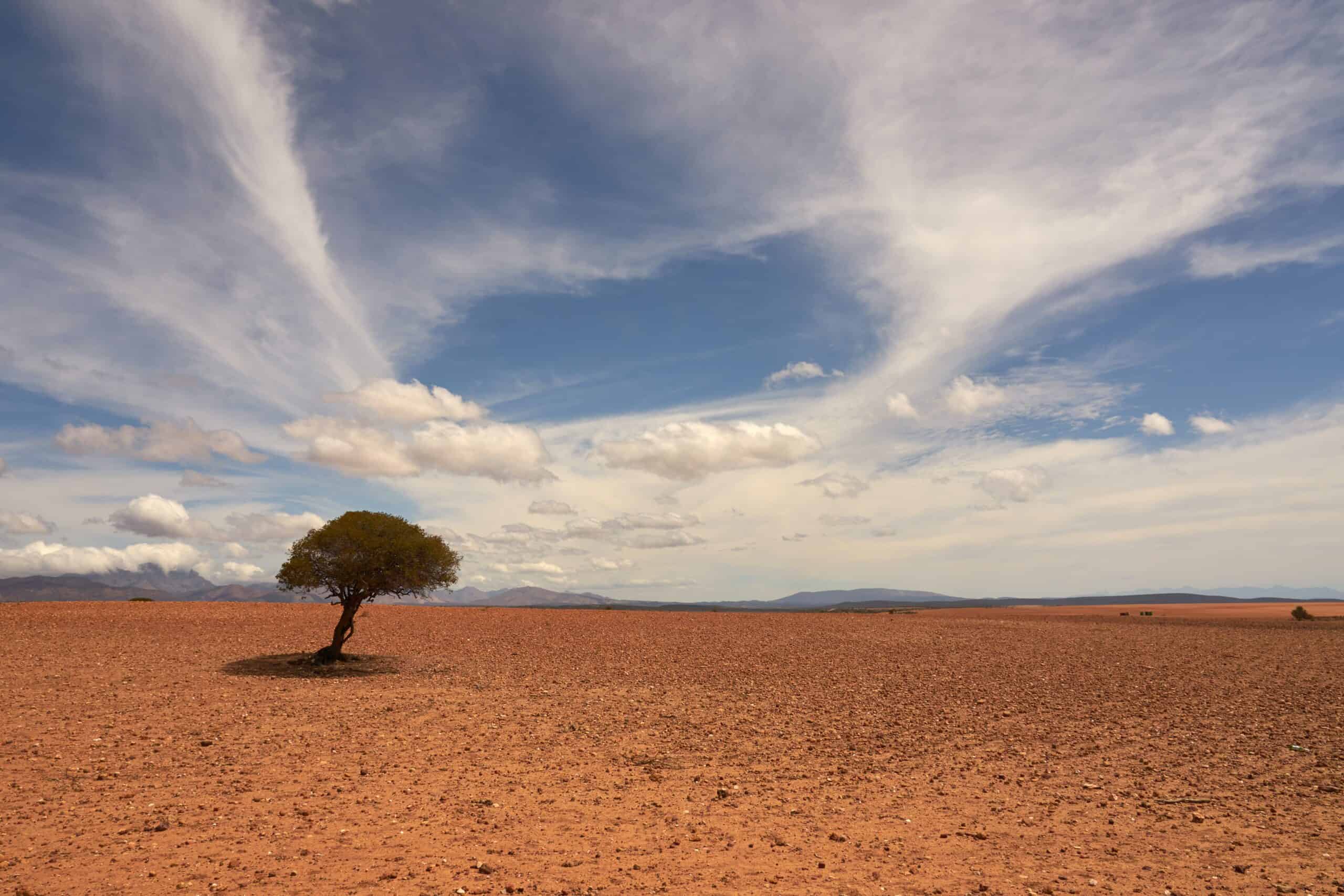 barren desert land with single tree 